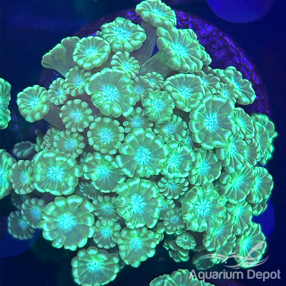 Bright Green Alvepora Frag