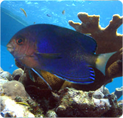 Pygmy Yellowtail Angelfish - Centropyge flavicauda