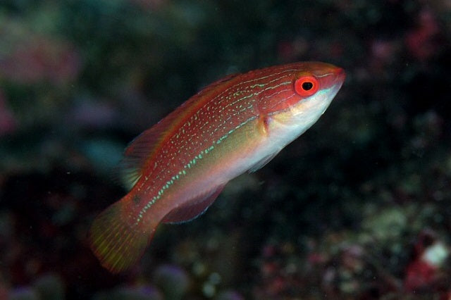 Temminck's Fairy Wrasse - Cirrhilabrus temminckii