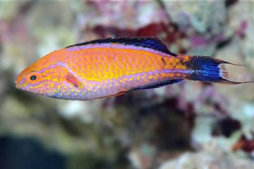 Lunate Fairy Wrasse - Cirrhilabrus lunatus