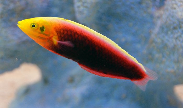 Radiant Wrasse - Halichoeres iridis