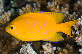 Lemon Damselfish - Pomacentrus moluccensis