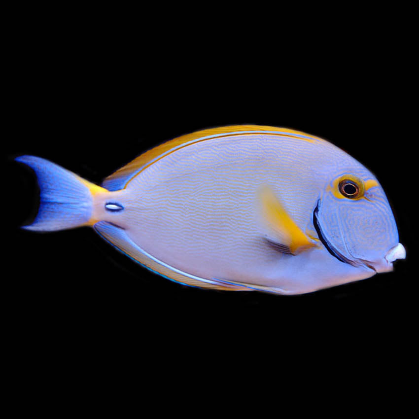 Dussumieri Tang - Acanthurus dussumieri