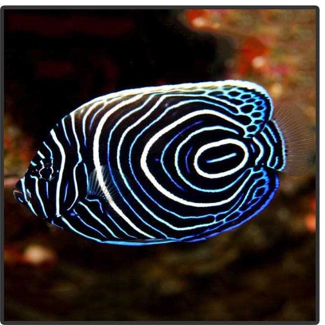 Emperor Angelfish - Pomacanthus imperator