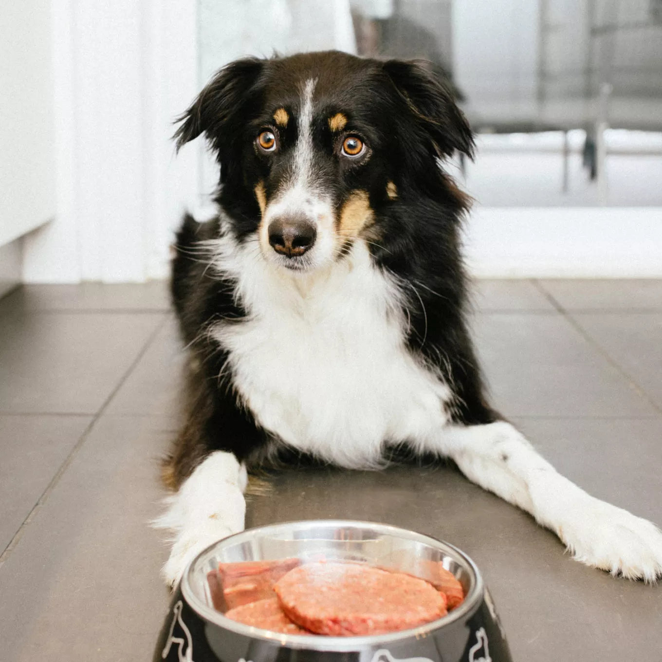 Faim Museau Simply Turkey Raw Frozen Dog Food - 6lb