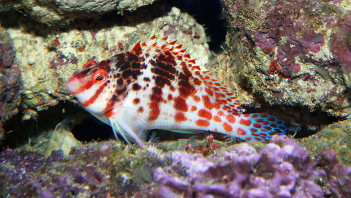 Falco Hawkfish - Cirrhitichthys falco