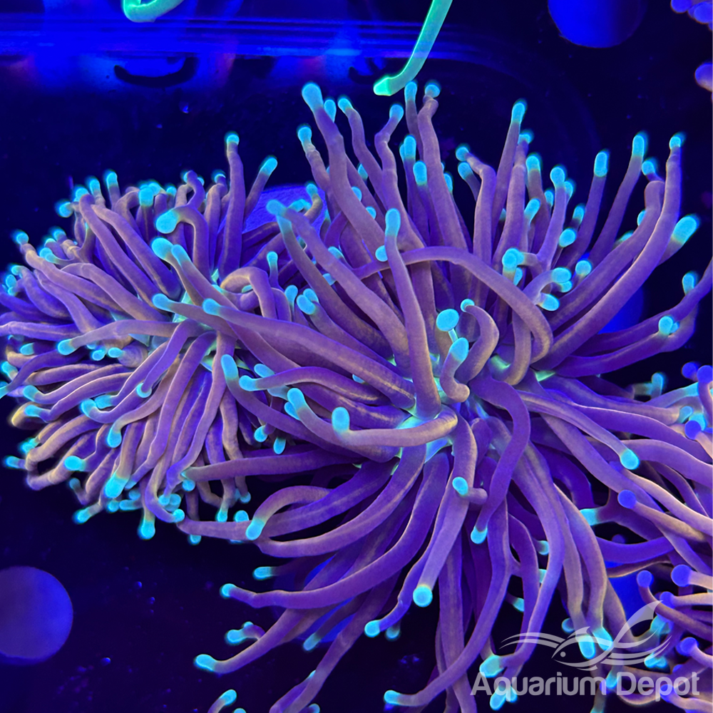 Gold Blue Tip Indo torch (Euphyllia glabrescens)