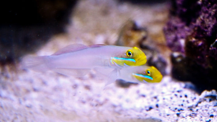 Sleeper Gold Head Goby - Valenciennea strigata