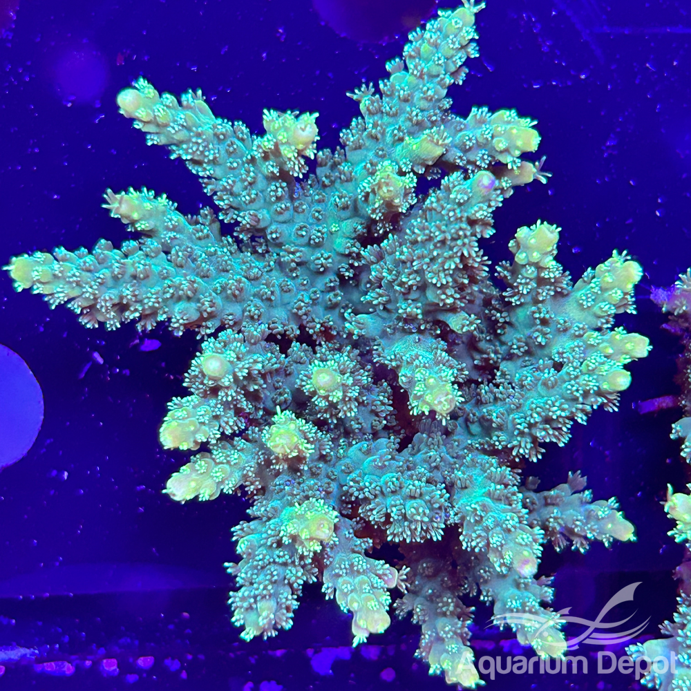 Green Acropora Mini Colony (Acropora sp.)