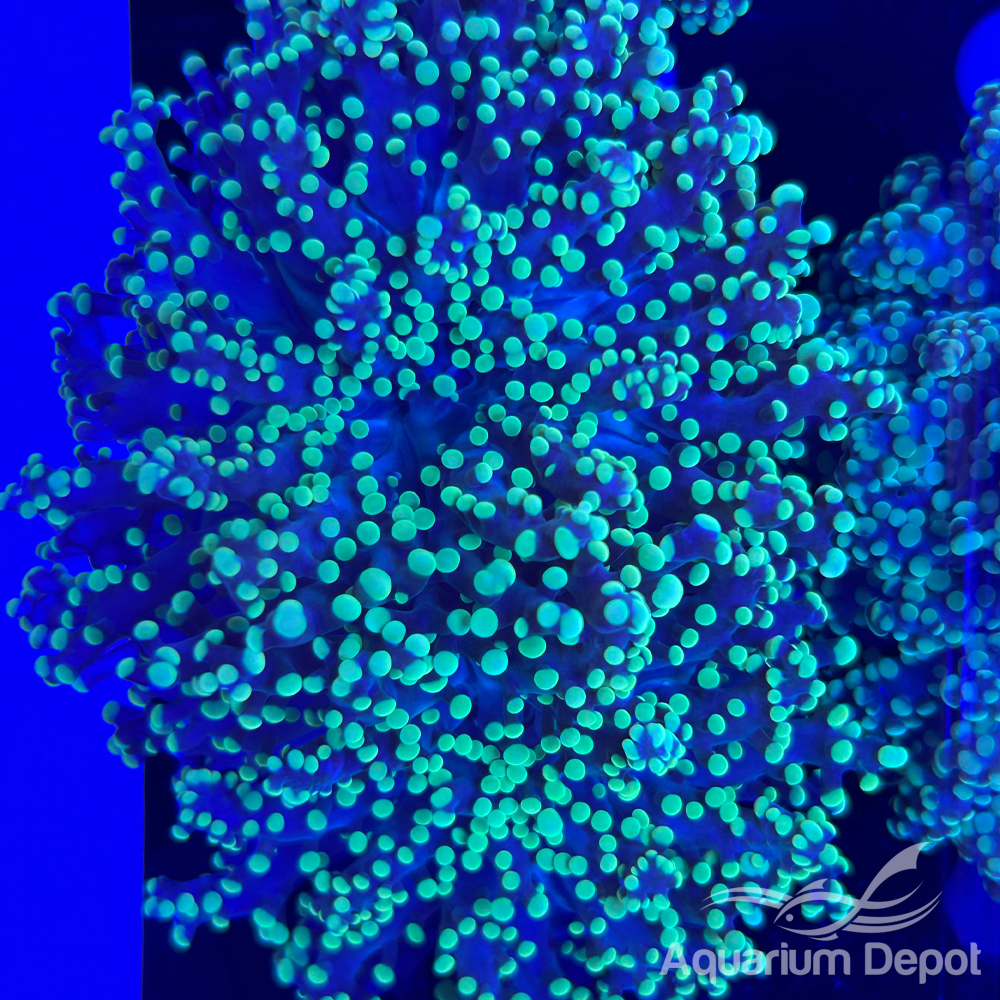 Green Frogspawn Frag (Euphyllia divisa)
