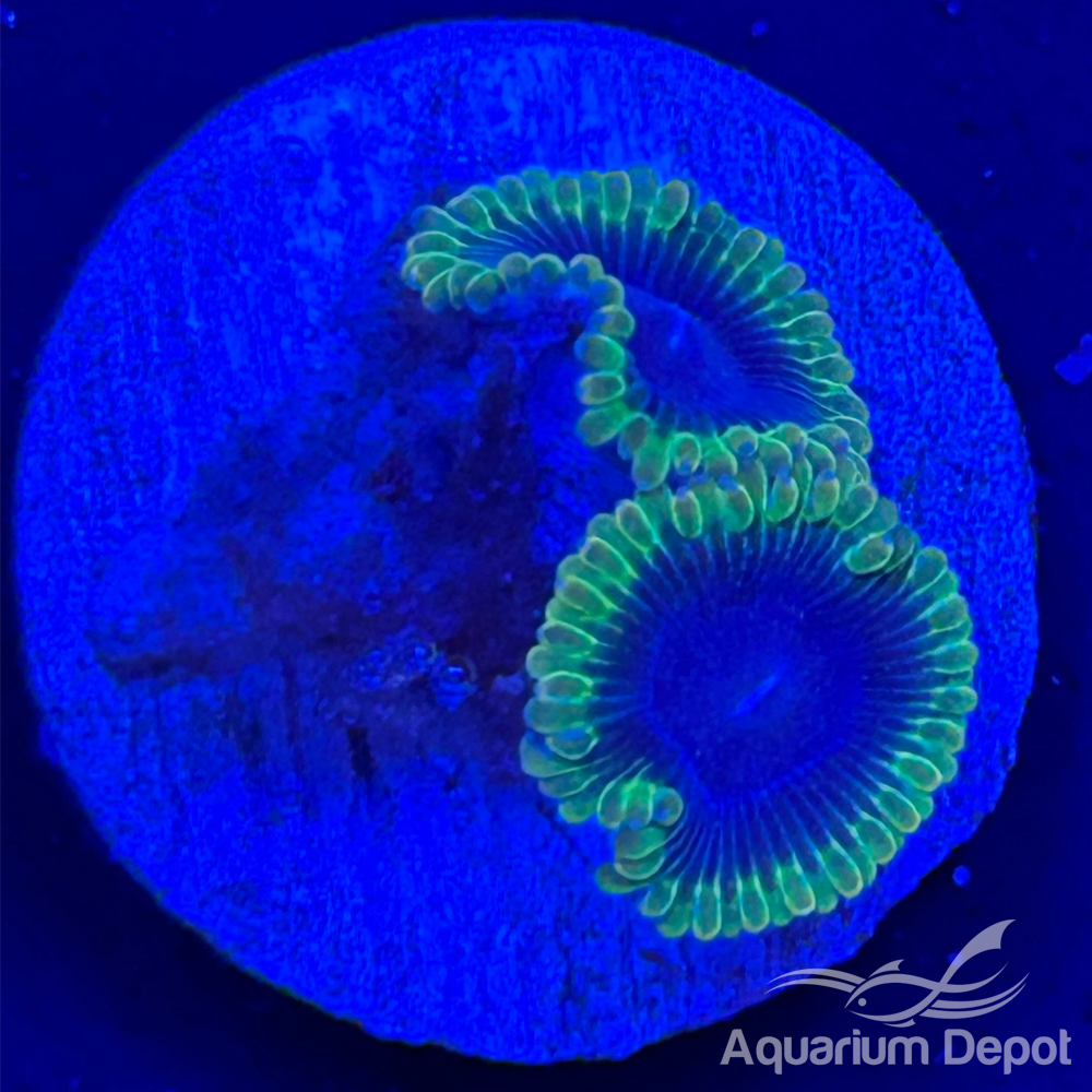 Green Rim Zoa 1-2 polyps(Zoanthus sp.)