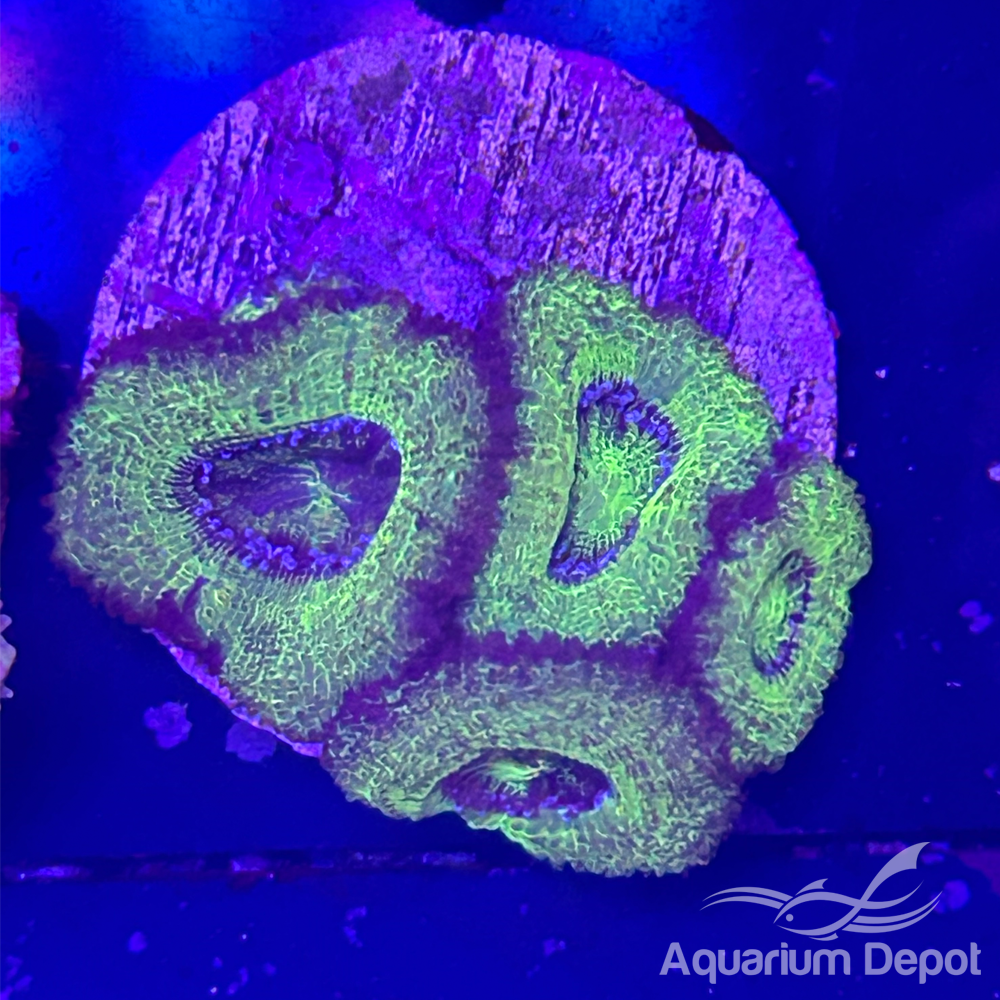 Green Acan Frag (Micromussa lordhowensis)