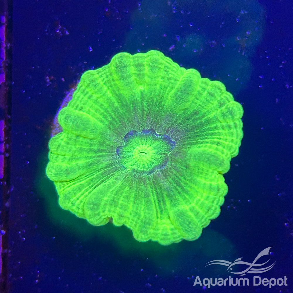 Green Candy Cane Coral (Caulastrea furcata)