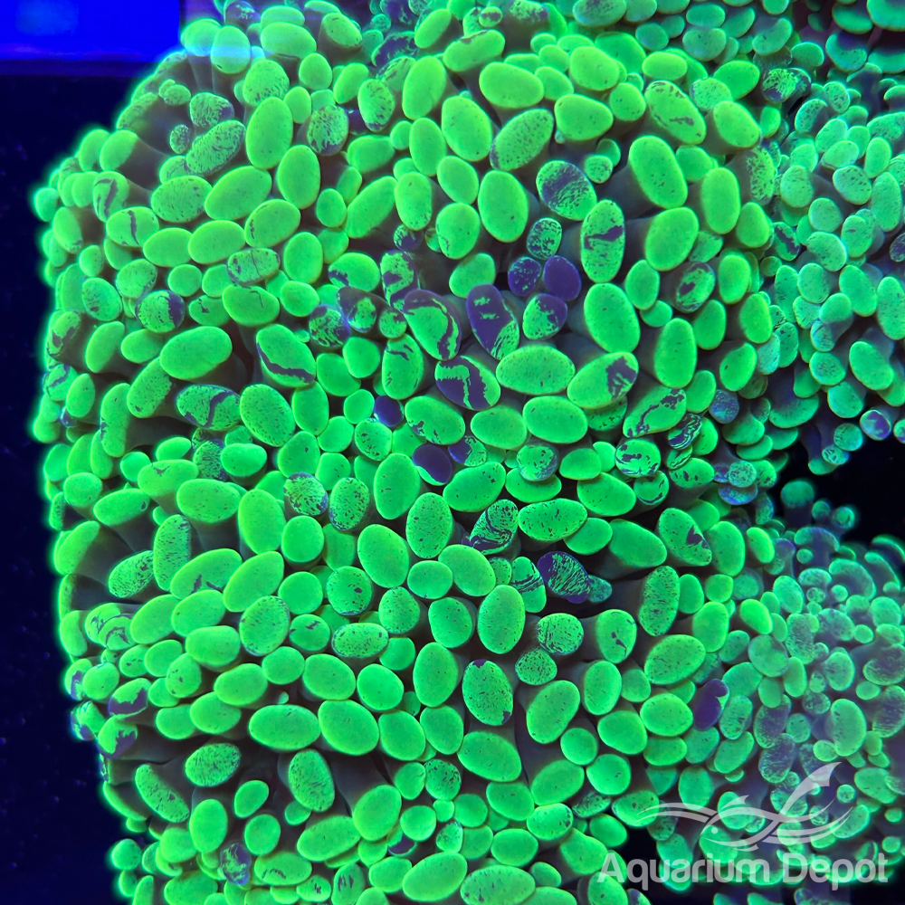 Green Branching Hammer Frag (Euphyllia parancora)