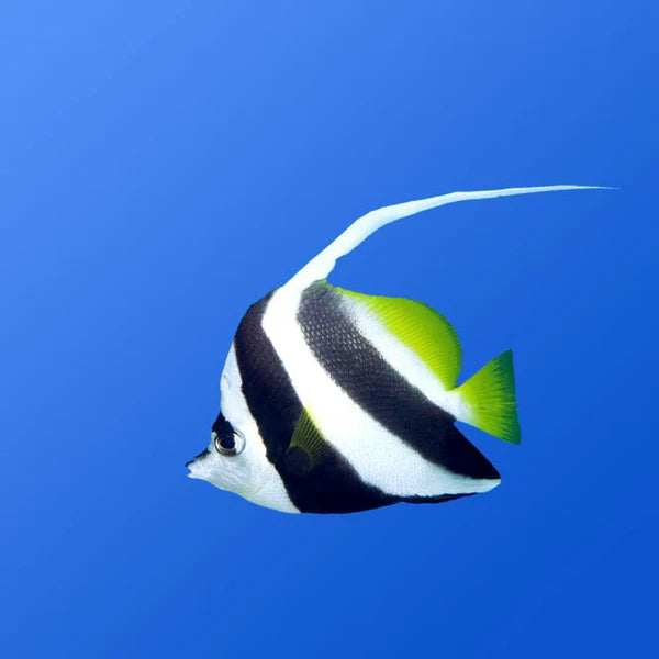 Heniochus Black & White Butterflyfish - Heniochus acuminatus