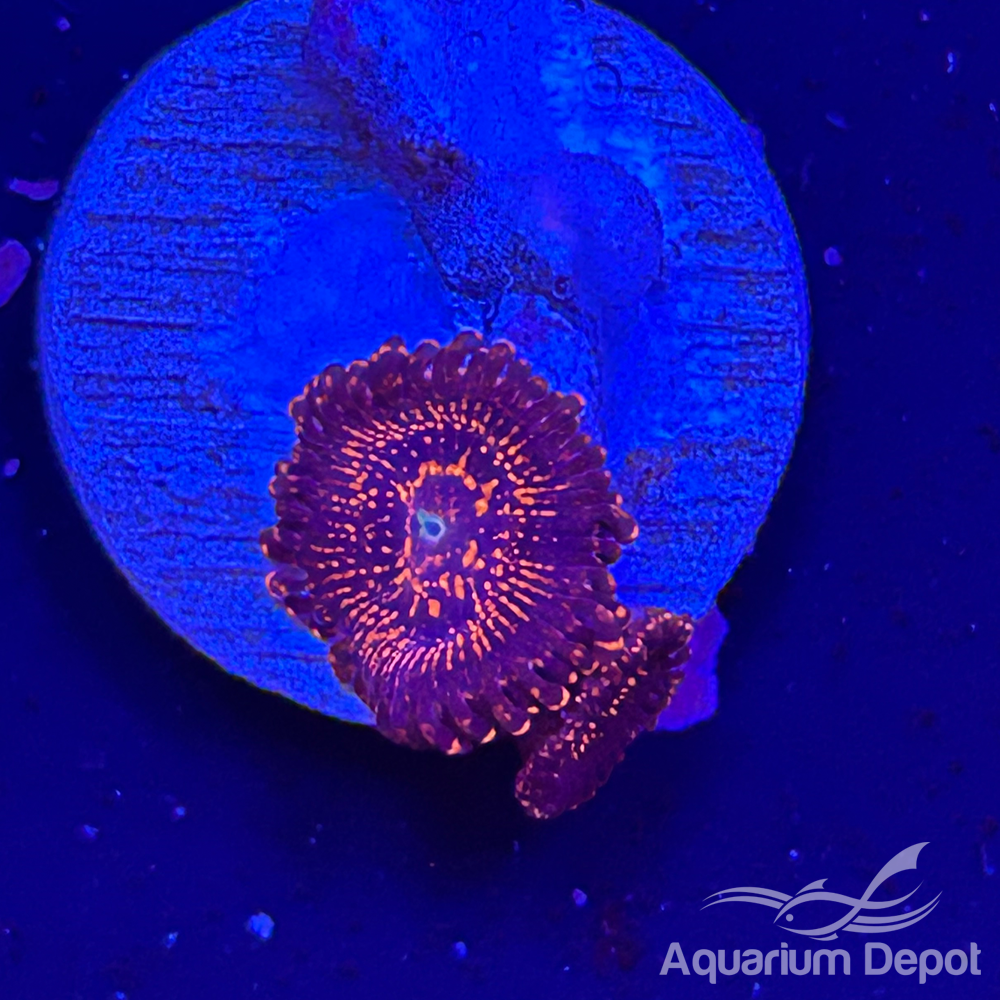 Illuminati Zoa 1-2 polyps (Zoanthus sp.)