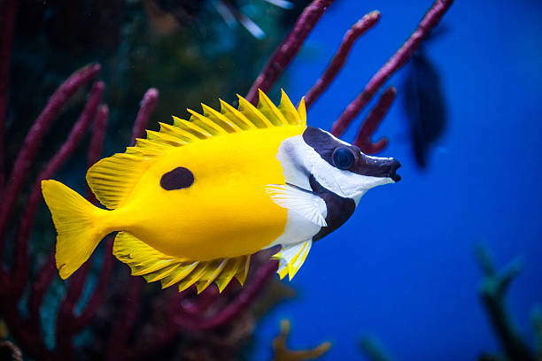 One Spot Foxface Rabbitfish - Siganus unimaculatus