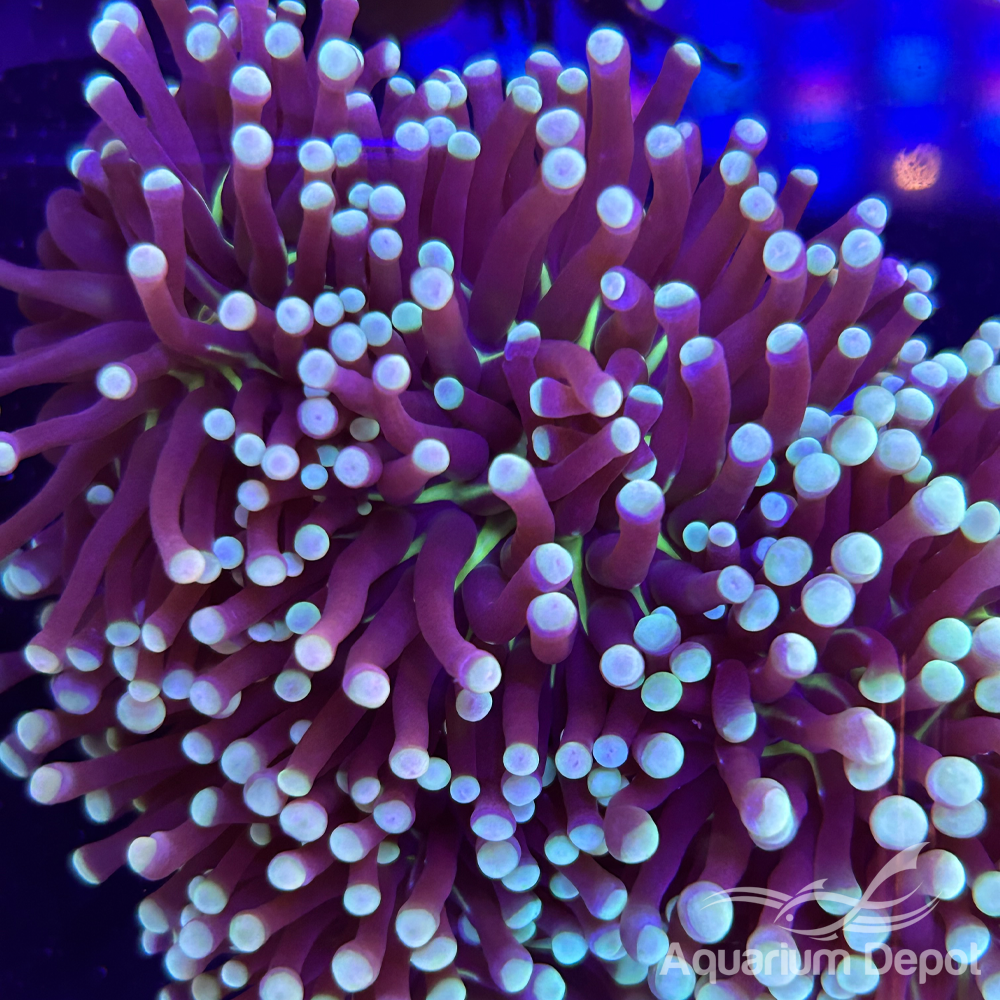 Ultra Joker Torch (Euphyllia glabrescens)
