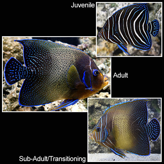 Koran Angelfish - Pomacanthus semicirculatus