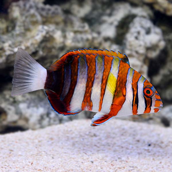 Harlequin Tusk - Choerodon fasciatus