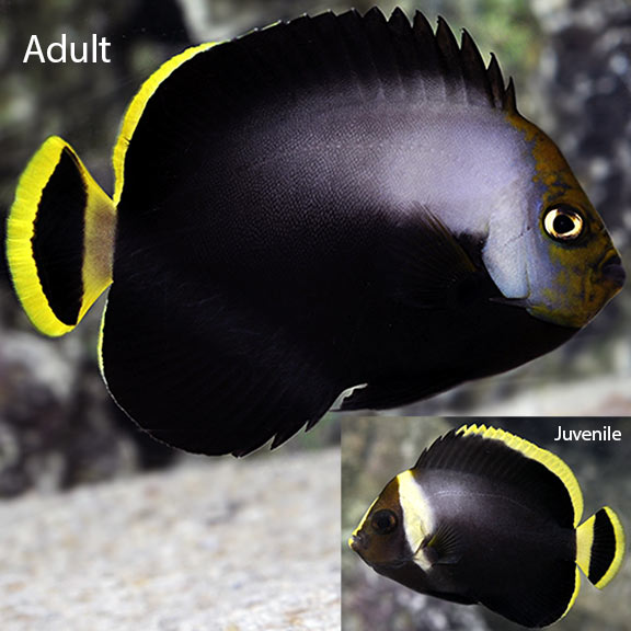 Black Velvet Angelfish - Chaetodontoplus melanosoma