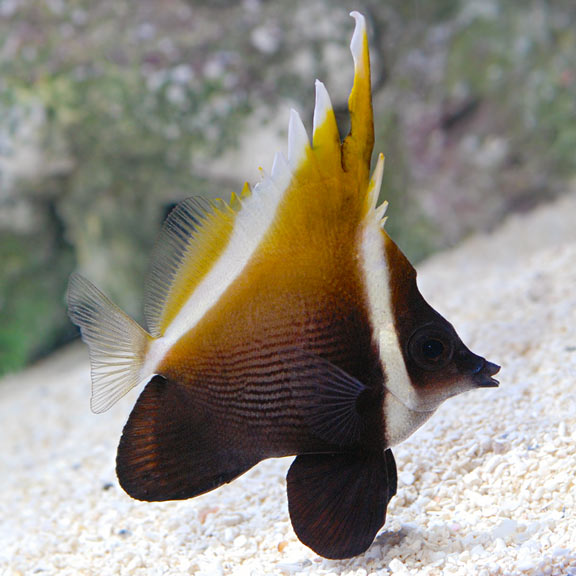 Heniochus Brown Butterflyfish - Heniochus varius