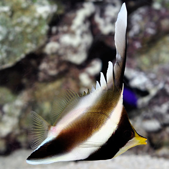 Threeband Pennant Butterflyfish - Heniochus chrysostomus