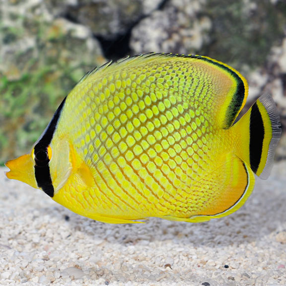 Latticed Butterflyfish - Chaetodon rafflesi