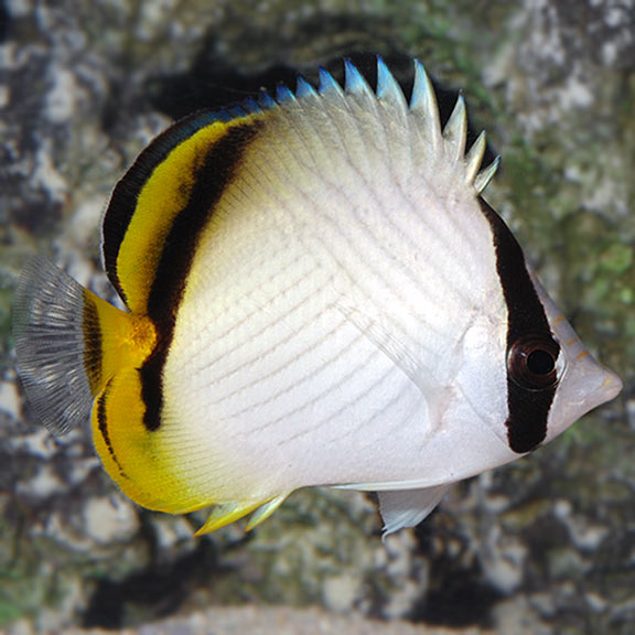 Vagabond Butterflyfish - Chaetodon vagabundus