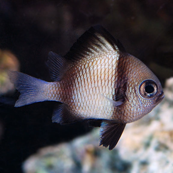 Two Stripe Damselfish - Dascyllus reticulatus