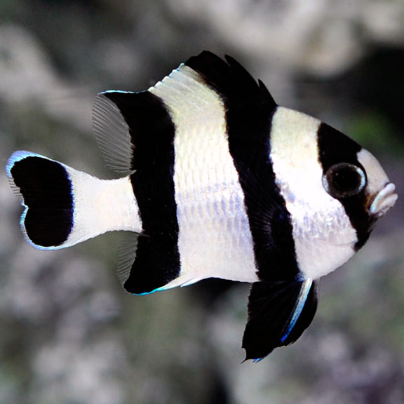 Four Stripe Damselfish - Dascyllus melanurus