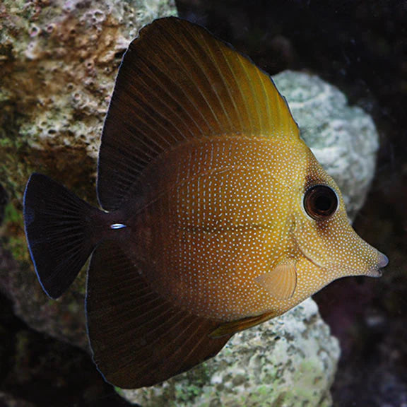 Scopas Tang - Zebrasoma scopas