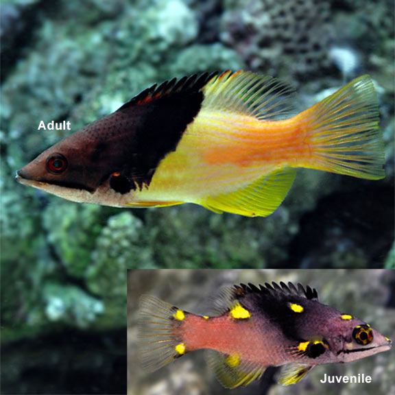 Coral Hogfish - Bodianus mesothorax