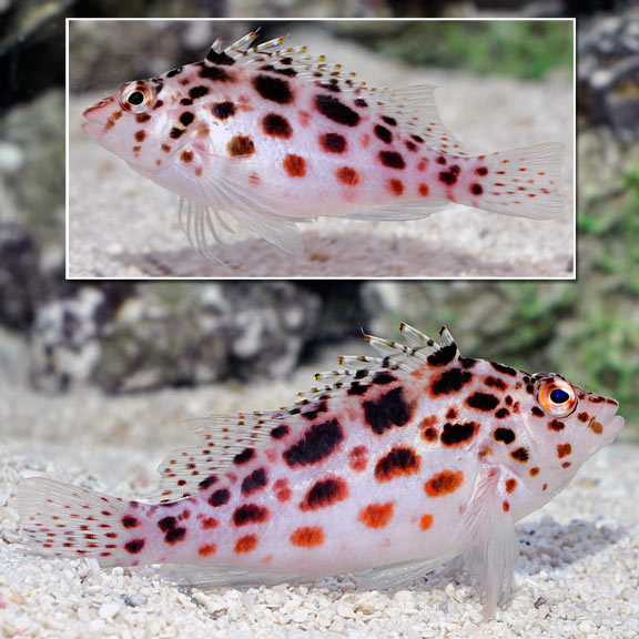 Pixy/Spotted Hawkfish - Cirrhitichthys oxycephalus