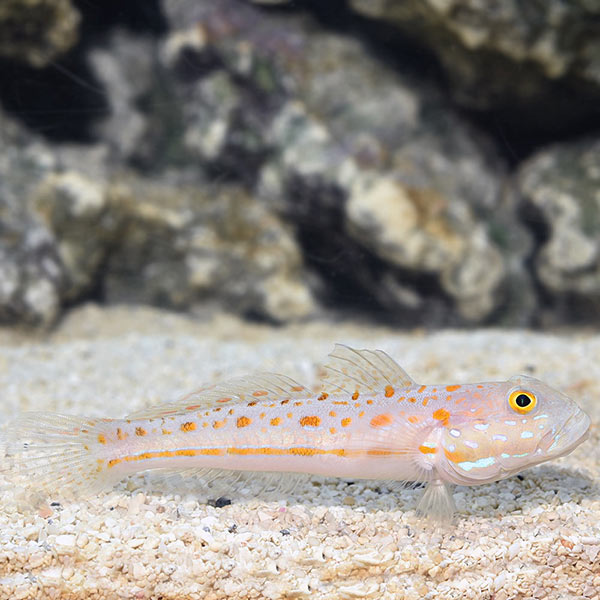 Diamond Watchman Goby-  Valenciennea puellaris