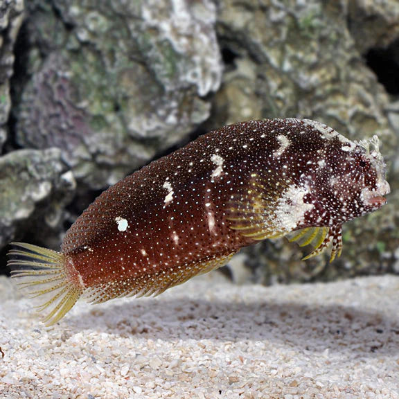 Starry Blenny - Salarias ramosus