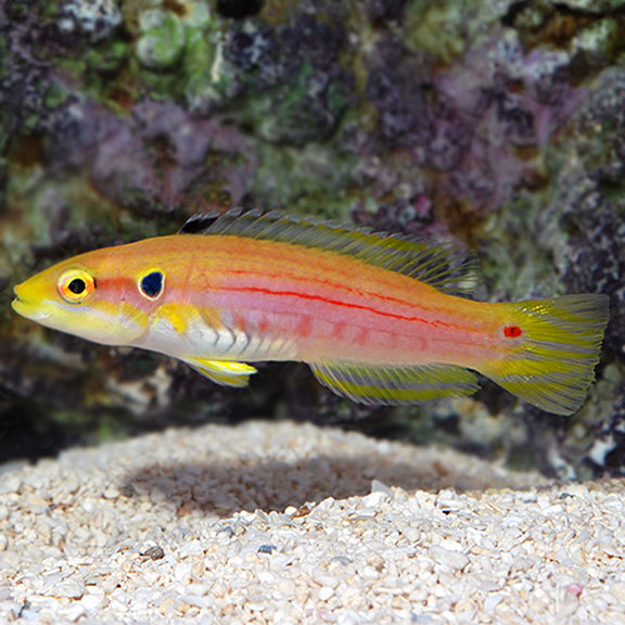 Yellow Candy Hogfish - Bodianus bimaculatus