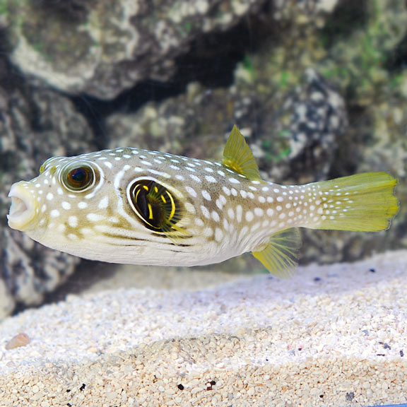 Stars and Stripes Puffer- Arothron hispidus