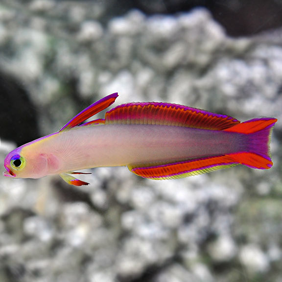 Purple Firefish - Nemateleotris decora