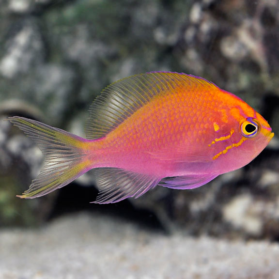 Fathead Sunburst Anthias - Serranocirrhitus latus