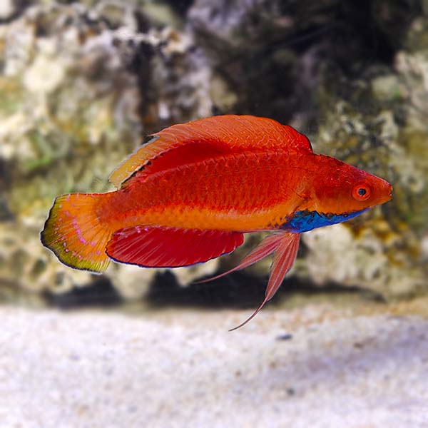 Blue Throat Fairy Wrasse - Cirrhilabrus cyanogularis