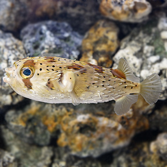 Porcupine Puffer - Canthigaster solandri