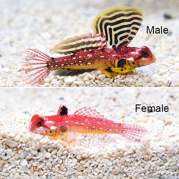 Ruby Red Dragonet - Synchiropus sycorax