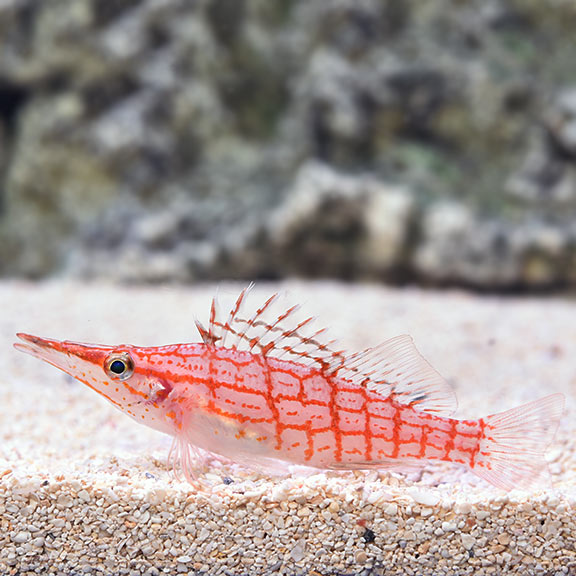 Longnose Hawkfish - Oxycirrhites typus