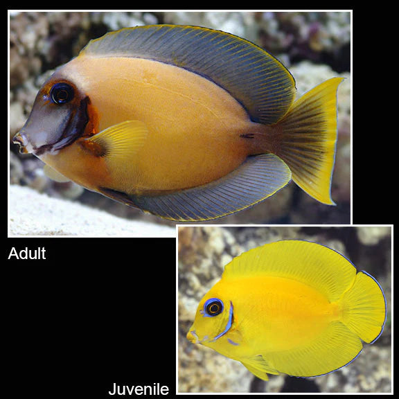 Chocolate Tang - Acanthurus pyroferus