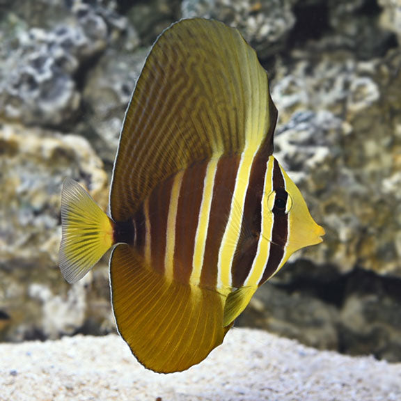 Sailfin Tang - Zebrasoma veliferum