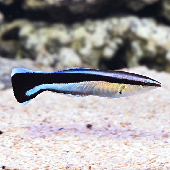 Bluestreak Cleaner Wrasse - Labroides dimidiatus