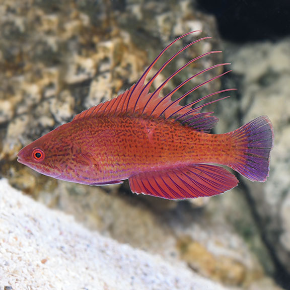 Linespot Flasher Wrasse - Paracheilinus lineopunctatus