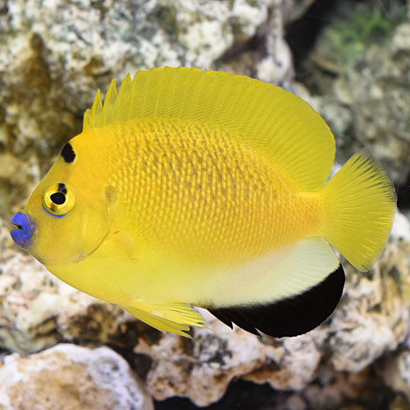 Flagfin Angelfish - Apolemichthys trimaculatus