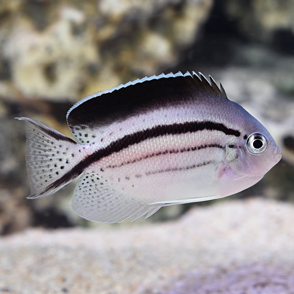 Lamarck's Angelfish - Genicanthus lamarck